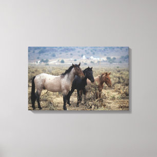 Toile Chevaux sauvages 5 de mustang