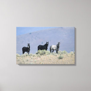 Toile Chevaux sauvages de mustang dans le désert 3