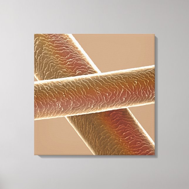 Toile Cheveux (Recto)