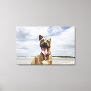 Toile chien à la plage