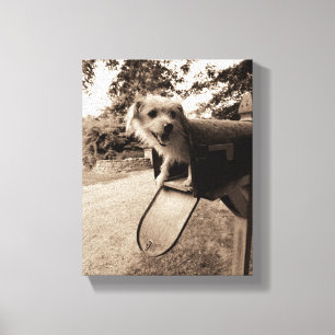 Toile Chien à l'intérieur d'une boîte aux lettres
