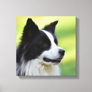Toile Chien de berger border collie noir et blanc