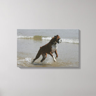 Toile Chien de boîte dans l'eau