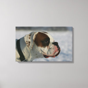 Toile Chien de boxe dans la neige