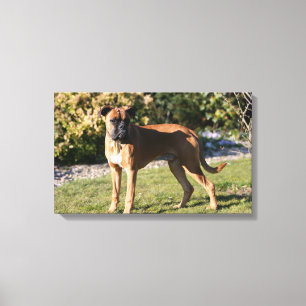 Toile Chien de boxe de la faune debout