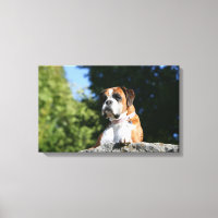 Chien de boxe posé sur un rocher