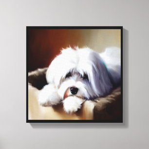 Toile Chien de Coton de Tulear