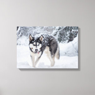 Toile Chien de traîneau dans la neige