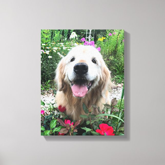 Toile Chien doré souriant parmi les fleurs rouges (Recto)