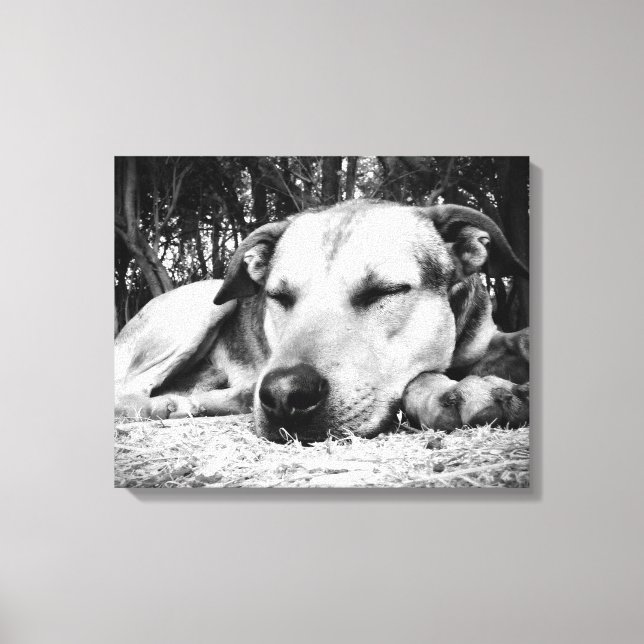 Toile Chien endormi (Recto)