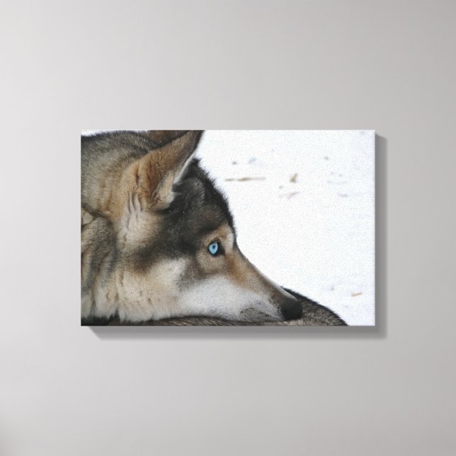 Toile Chien Husky aux yeux bleus (Recto)