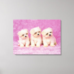 Toile Chien maltais ; est une petite race du chien blanc