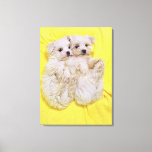 Toile Chien maltais ; est une petite race du chien blanc