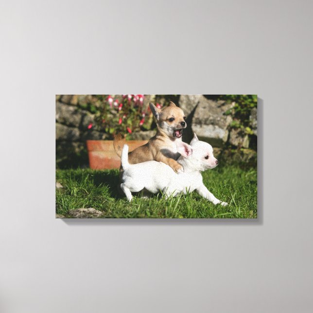 Toile Chihuahua Chippie Jouer (Recto)