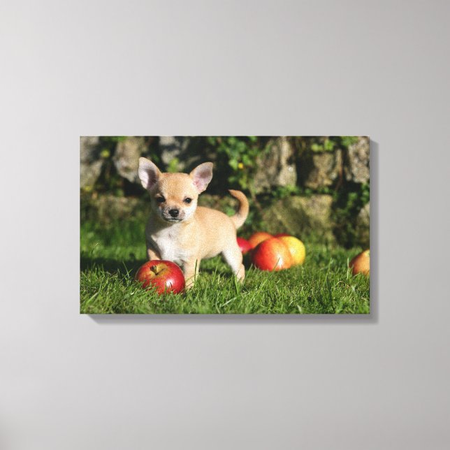 Toile Chihuahua Chiuppy avec pommes (Recto)
