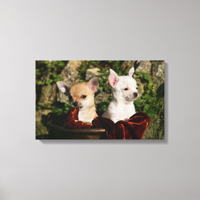 Toile Chihuahua Puppies (Recto)