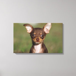 Toile Chihuahua Puppy regarde l'appareil photo