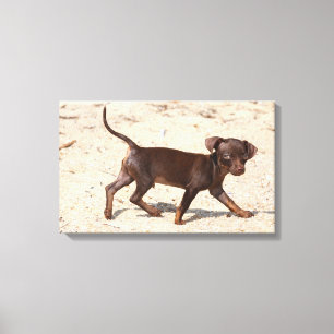 Toile Chihuahua Puppy Walking