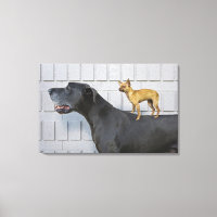 Chihuahua sur le dos du grand Danois