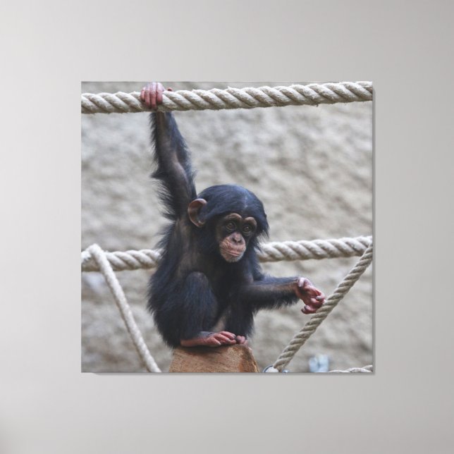 Toile Chimpanzé 017 (Recto)