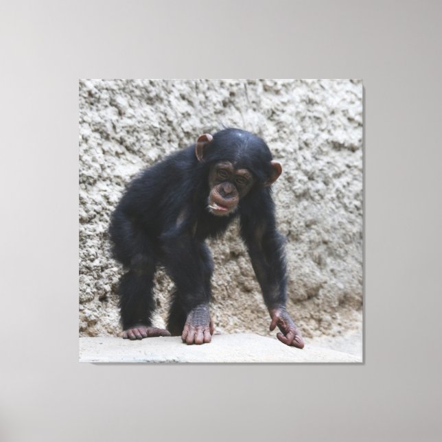 Toile Chimpanzé 031 (Recto)
