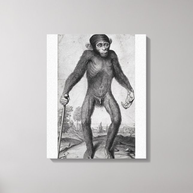 Toile Chimpanzé, 1699 (Recto)