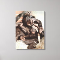 CHIMPANZÉS