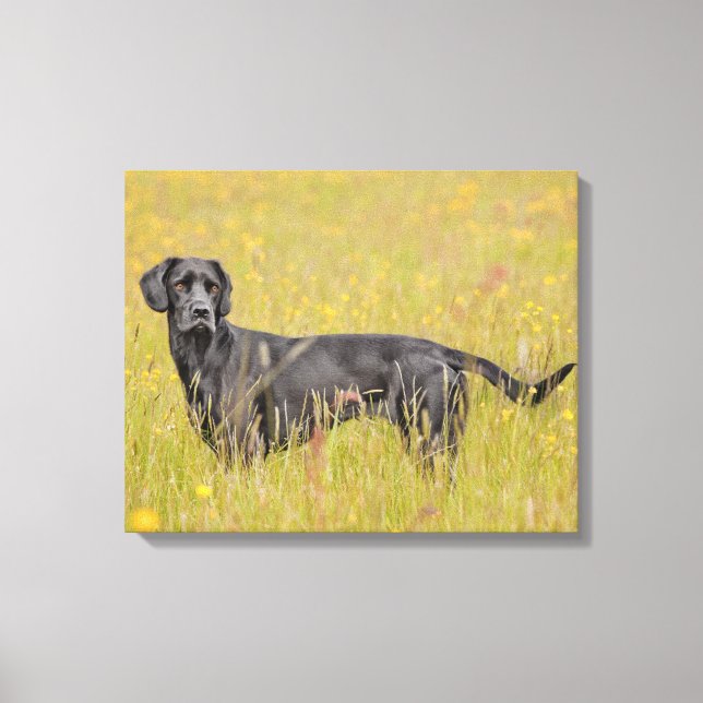 Toile Chiot 16 mois (Recto)