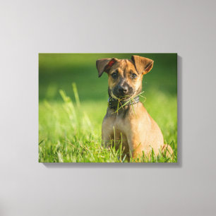 Toile Chiot Dans L'Herbe