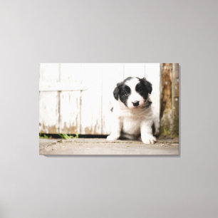 Toile Chiot de border collie