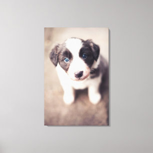 Toile Chiot de border collie avec des yeux bleus