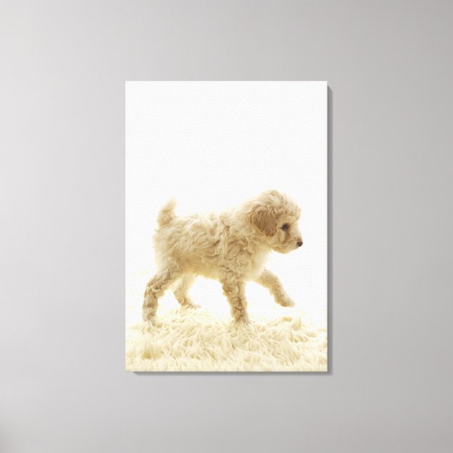 Toile Chiot de caniche (Recto)