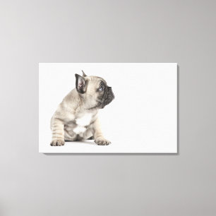 Toile Chiot de pure race