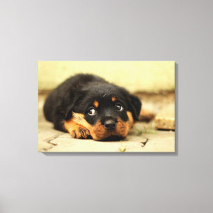 Toile Chiot de rottweiler curieux au sujet de la vie