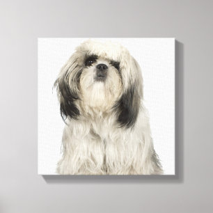 Toile Chiot de Terrier tibétain