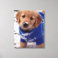 Chiot Golden Retriever