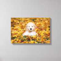 Chiot Goldendoodle En Feuilles Automnes