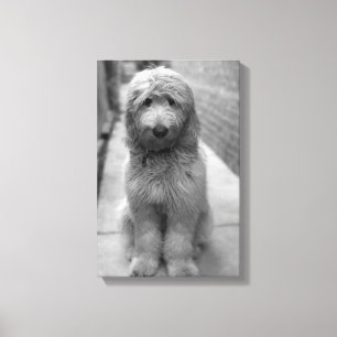 Toile Chiot Goldendoodle en Jardin