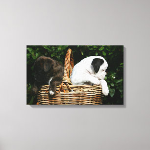 Toile Chiots de boxeur dans le panier