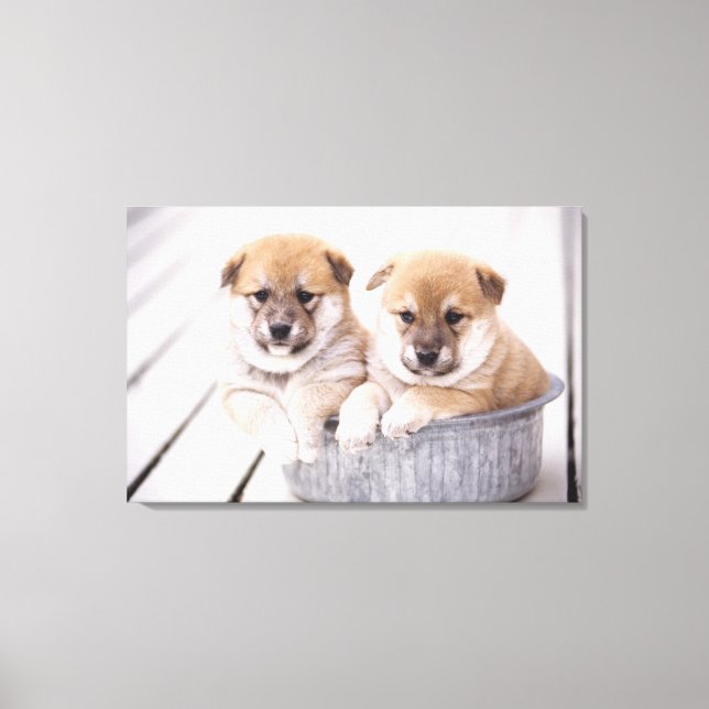 Toile Chiots Shiba Inu dans une baignoire en aluminium (Recto)