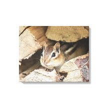 Chipmunk dans une pile de bois