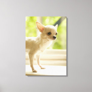 Toile Chiwawa