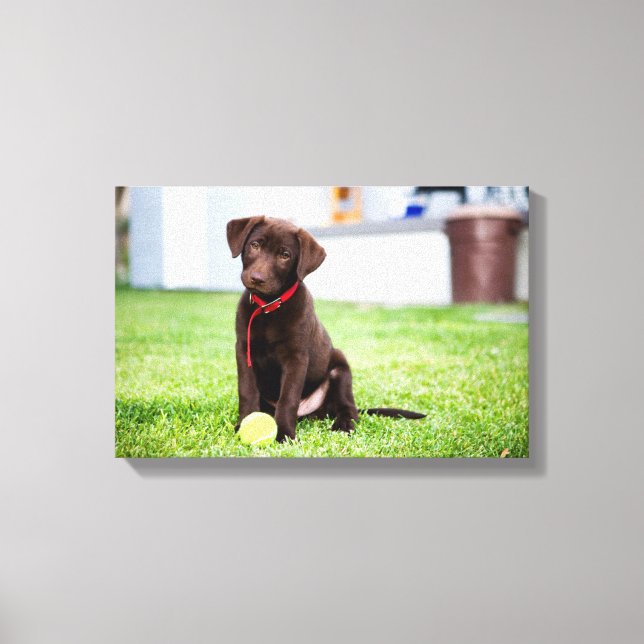 Toile Chocolat Labrador Puppy Avec Tennis Ball (Recto)