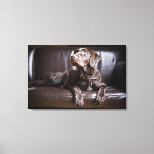 Toile Chocolat labrador retriever