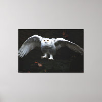 Chouette neige avec ailes ouvertes 60x40 (150x100c