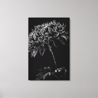 Chrysanthème