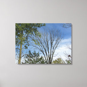 Toile Cimes d'arbres jolis contre un ciel ensoleillé Pho