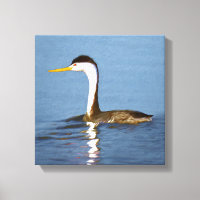 Clark's Grebe Painting - Art original pour les ois