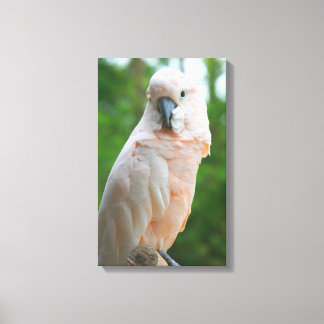 Toile Cockatoo Moluccan