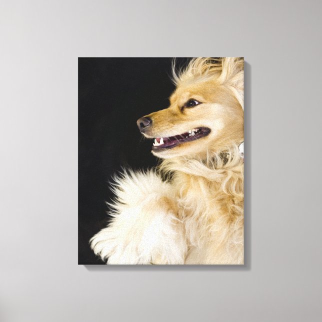 Toile cocker spaniel mix sur son dos (Recto)